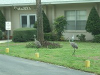 /album/park-photos/sandcranes1-jpg/