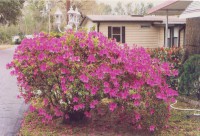 /album/park-photos/springflowers2-jpg/