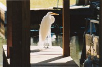 /album/park-photos/whitebird-jpg/