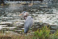 /album/park-photos/duck-jpg/